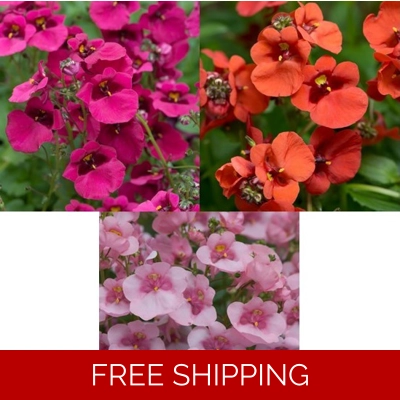 Diascia Diamond x3 Plug Plants